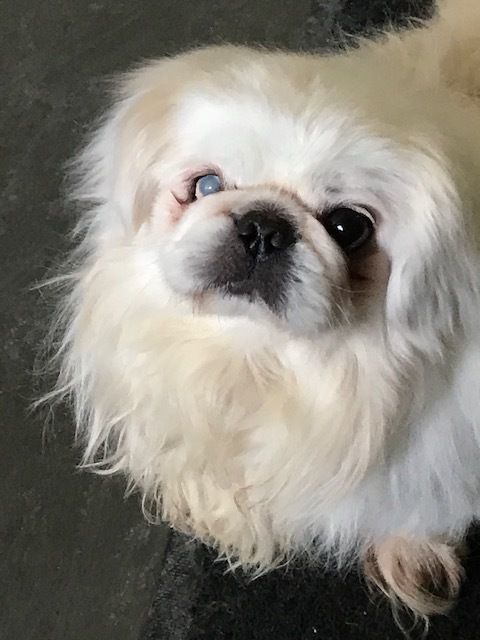 Milo